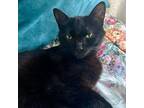 Bruce, Domestic Shorthair For Adoption In Chapel Hill, North Carolina