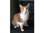 Meorpheus, American Shorthair For Adoption In Naples, Florida