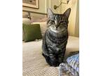 Wilbur, Domestic Shorthair For Adoption In New York, New York