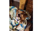 Callahan, American Pit Bull Terrier For Adoption In Matteson, Illinois