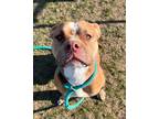 Tk, American Pit Bull Terrier For Adoption In Anderson, Indiana