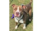 Marvin, American Pit Bull Terrier For Adoption In Anderson, Indiana