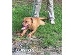 Clayton, American Pit Bull Terrier For Adoption In Washington, Georgia