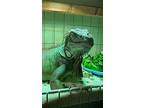 Mooshu, Iguana For Adoption In St. Paul, Minnesota