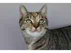 Brie, Domestic Shorthair For Adoption In Cornersville, Tennessee