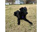 Finlay 34 Pounds, Labrador Retriever For Adoption In Marlton, New Jersey