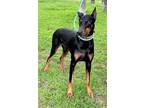 Ocho, Doberman Pinscher For Adoption In Grand Prairie, Texas