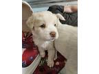 Clemson, Golden Retriever For Adoption In Deerfield, Wisconsin