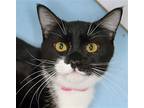 Vivian - Petsmart Plantation, American Shorthair For Adoption In Oakland Park