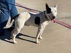 Cody, Bull Terrier For Adoption In Glenwood, Arkansas