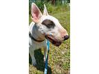 Cammie, Bull Terrier For Adoption In Glenwood, Arkansas