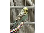 Ozzy *bonded To Blueberry, Budgie For Adoption In Vancouver, British Columbia