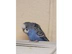 Blueberry *bonded To Ozzy, Budgie For Adoption In Vancouver, British Columbia