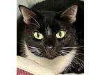 Saki, Domestic Shorthair For Adoption In West Palm Beach, Florida