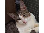 Sony, Domestic Shorthair For Adoption In West Palm Beach, Florida