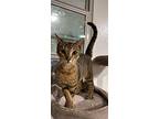 Roby, Domestic Shorthair For Adoption In West Palm Beach, Florida