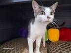 Jerry, Domestic Shorthair For Adoption In West Palm Beach, Florida