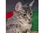 Danny, Domestic Shorthair For Adoption In West Palm Beach, Florida