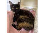 Kelly, Domestic Shorthair For Adoption In West Palm Beach, Florida