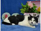 Katniss, Domestic Shorthair For Adoption In Roanoke, Texas