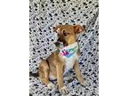 Callie, Jack Russell Terrier For Adoption In Escondido, California