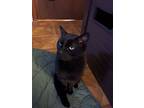 Larry T, Domestic Shorthair For Adoption In Trenton, New Jersey