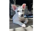 Bane -polar Bear From Pasadena, American Pit Bull Terrier For Adoption In