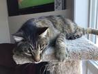 Oliver, Domestic Shorthair For Adoption In Spruce Grove, Alberta