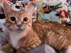 Gingersnap, Domestic Shorthair For Adoption In Spruce Grove, Alberta