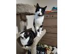 Panda, Domestic Shorthair For Adoption In Spruce Grove, Alberta