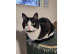 Mango, Domestic Shorthair For Adoption In Spruce Grove, Alberta