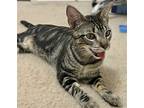 Churro #thrives-on-attention, Domestic Shorthair For Adoption In Houston, Texas