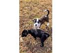 Luke, American Pit Bull Terrier For Adoption In Germantown, Ohio