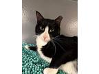 Nugget, Domestic Shorthair For Adoption In Melville, New York