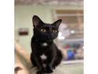 Shelly, Domestic Shorthair For Adoption In Athens, Tennessee