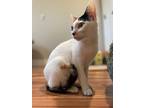 Lily, Domestic Shorthair For Adoption In Athens, Tennessee