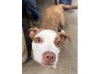 Shoshanna Ii 12, American Pit Bull Terrier For Adoption In Cleveland, Ohio