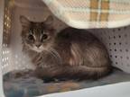 Harley Domestic Longhair Adult Female