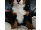 Bernese Mountain Dog Puppy for sale in Glenns Ferry, ID, USA