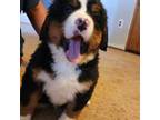 Bernese Mountain Dog Puppy for sale in Glenns Ferry, ID, USA