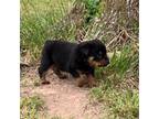 Rottweiler Puppy for sale in Granby, MO, USA