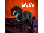 AKC Wylie