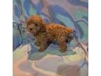 Poodle (Toy) Puppy for sale in Dillon, SC, USA