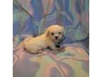 Mal-Shi Puppy for sale in Dillon, SC, USA