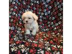 Mal-Shi Puppy for sale in Dillon, SC, USA