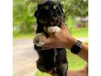 Australian Shepherd Puppy for sale in Dalton, GA, USA