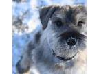 Schnauzer (Miniature) Puppy for sale in Detroit Lakes, MN, USA