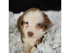 Australian Shepherd Puppy for sale in Chariton, IA, USA