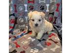 Maltipoo Puppy for sale in Dillon, SC, USA