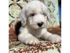 Old English Sheepdog Puppy for sale in Mountain Grove, MO, USA